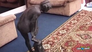 A shaggy vagina that 1st cums profusely and then voids urine with a very priceless gush!