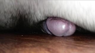 Whilst Grandma Is Away Old man's Going To Play