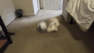 Stuffed Bunny Gets Screwed Gorgeous Hard (Not plan to lie)