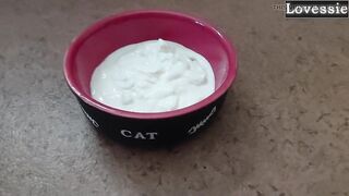 Hawt Kitty Eats From a Bowl and Licks Her Taskmaster's Feet - Lovessie