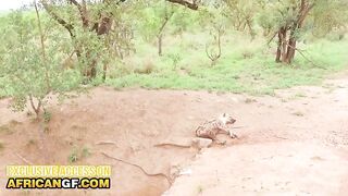 My cute BLACK safari guide took me away from the group & begged me to bang her twat COARSE