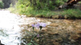 A Quiet Hike to a Secret Waterfall (No Talking, Just Nature)