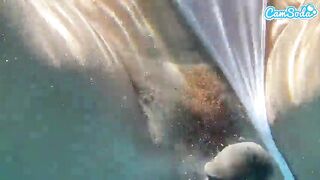Plugged Large Booty Black Gets Drilled by BBC Underwater
