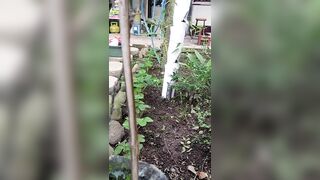 Cleaning the backyard