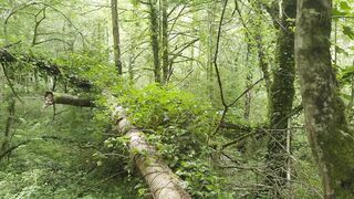 People saw us banging in the forest