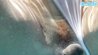 Plugged Large Butt Black Willow Ryder Gets Screwed by BBC Underwater