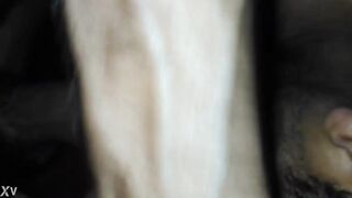 white knob sucking by ebony homo male
