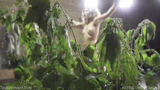 Nettle Virgin - Micha - Queensnake.com - Queensect.com