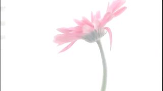 PINK PARADISE 3 - Scene 2