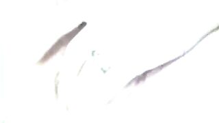 Lesbian Peepshow Loops 561 70s and 80s - Scene 4