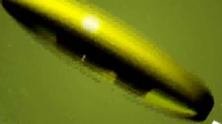 lesbian foot worship