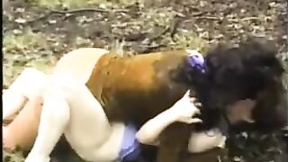 The Cougars In The Woods