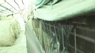 Ugly old grannies have lesbian sex on the farm