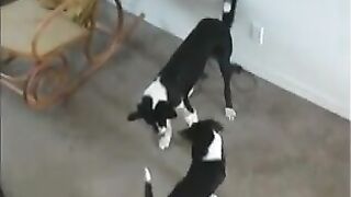 Annie and Bonnie Part 2