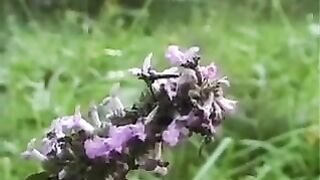 Sorelline Viziose XXX Full movie