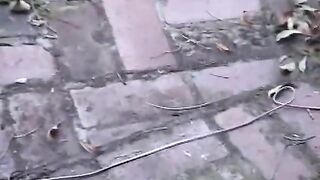 Lovely pretty lesbians fuck and licks each other's in the shower