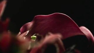 Yetide Badaki Pastel Supernova American Gods Sex Scenes