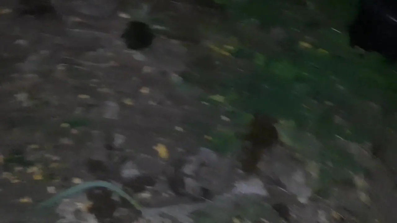 We fucked in my parents yard while they were in the house - Lesbian_illusion  - Lesbian Porn Videos