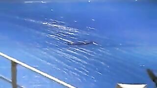 Catfight Fight Girls Runde