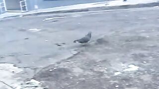 Prostitute steals butt plug and plays with it in public...