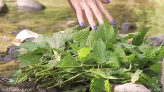 Nettle Rivulet-remake - Queensnake.com - Queensect.com