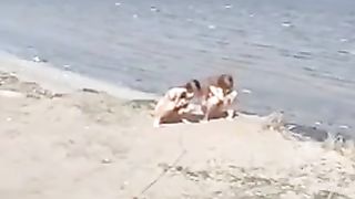 Public lesbian dildo