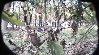 2 Lesbenfotzen im Wald heimlich gefilmt-krass!