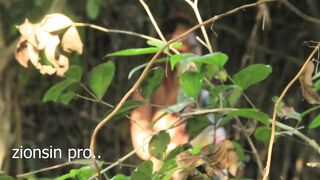 LUCKY FARMER CATCH A VERY JUICY PUSSY GIRL AND BEND HER DOWN IN THE FARM