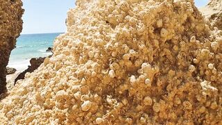 Real Amateur Pair Screwing in Public Beach – Doggy Style & Oral pleasure