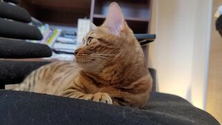 Yiff bites u in intensive play