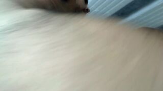 Anal joy sex and creampie