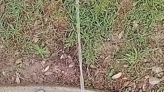 Backyard Risky Pissing