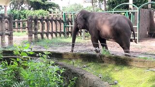 Elephants of Saigon. Vietnam