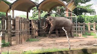 Elephants of Saigon. Vietnam