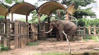 Elephants of Saigon. Vietnam