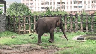Elephants of Saigon. Vietnam