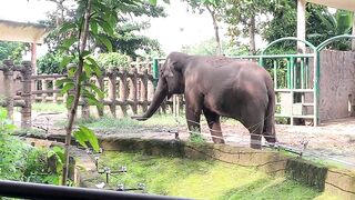 Elephants of Saigon. Vietnam