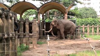 Elephants of Saigon. Vietnam