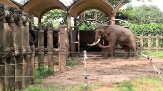 Elephants of Saigon. Vietnam