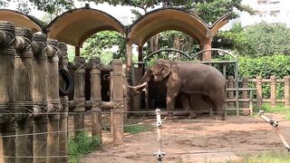 Elephants of Saigon. Vietnam