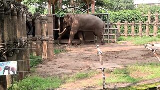 Elephants of Saigon. Vietnam