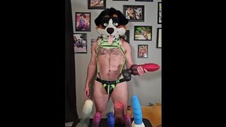 WILL THE KNOT FIT? @AngryBarks tries poking 6 Weredog toys into Azure's Snoot