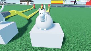 Cat Cum Reservoir Inflation