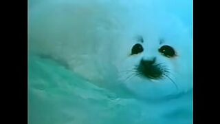 Youthful Passions (US,1983)