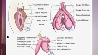 Así se masturba una vulva ???????? NO cometas errores