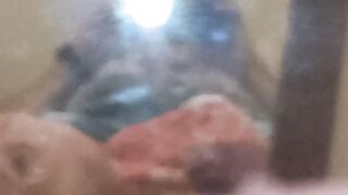 Verga Mexicana 22CM semi-erecta