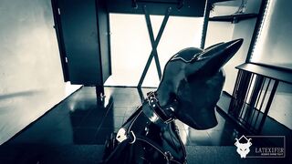 Feminized Latex Puppy Play