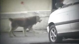 Large ebony schlong in hot white vagina