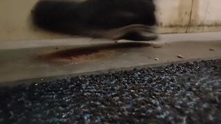 Dog Biscuit Walkover Grind Crush & Trample, size 11 indecent boots 89kg ????????