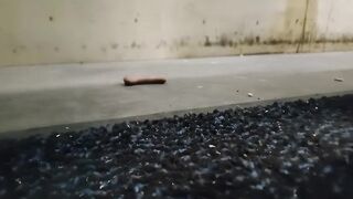 Dog Biscuit Walkover Grind Crush & Trample, size 11 indecent boots 89kg ????????